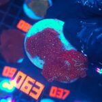 Discosoma Ruby Red (063)