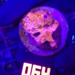Echinophyllia RAINBOW PREMIUM (064)