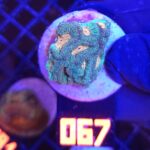Favia Green Orange (067)