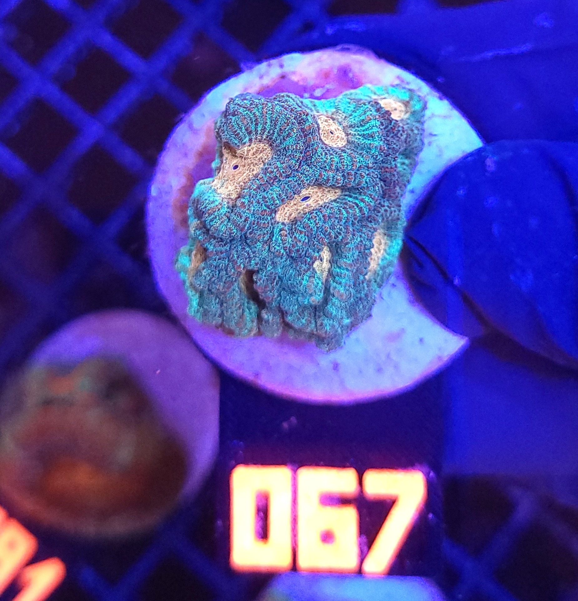 067 Favia Green Orange (067) - obrazek 1