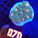 Favia Green Orange (070)