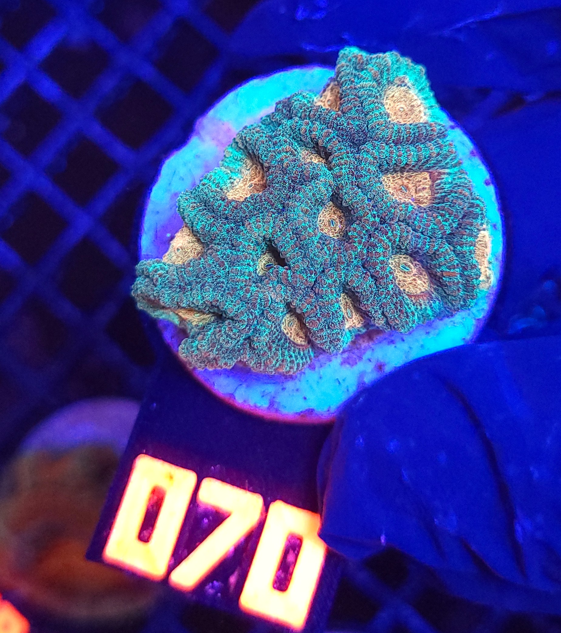 070 Favia Green Orange (070) - obrazek 1