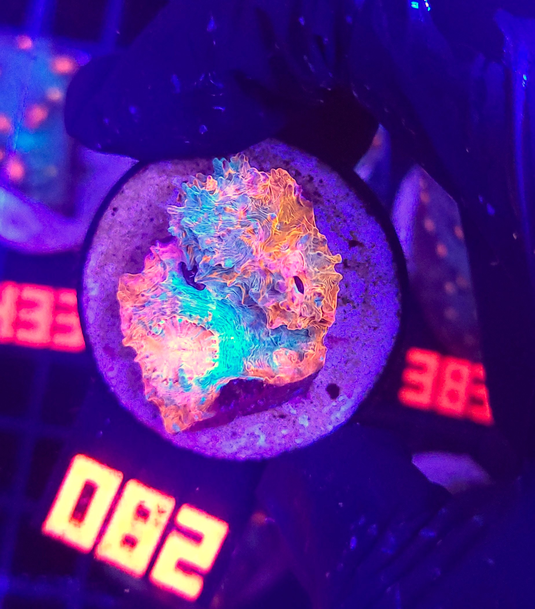 082 Echinophyllia RAINBOW PREMIUM (082) - obrazek 1