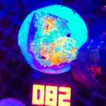 Echinophyllia RAINBOW PREMIUM (082)
