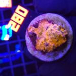 Echinophyllia RAINBOW PREMIUM (082)