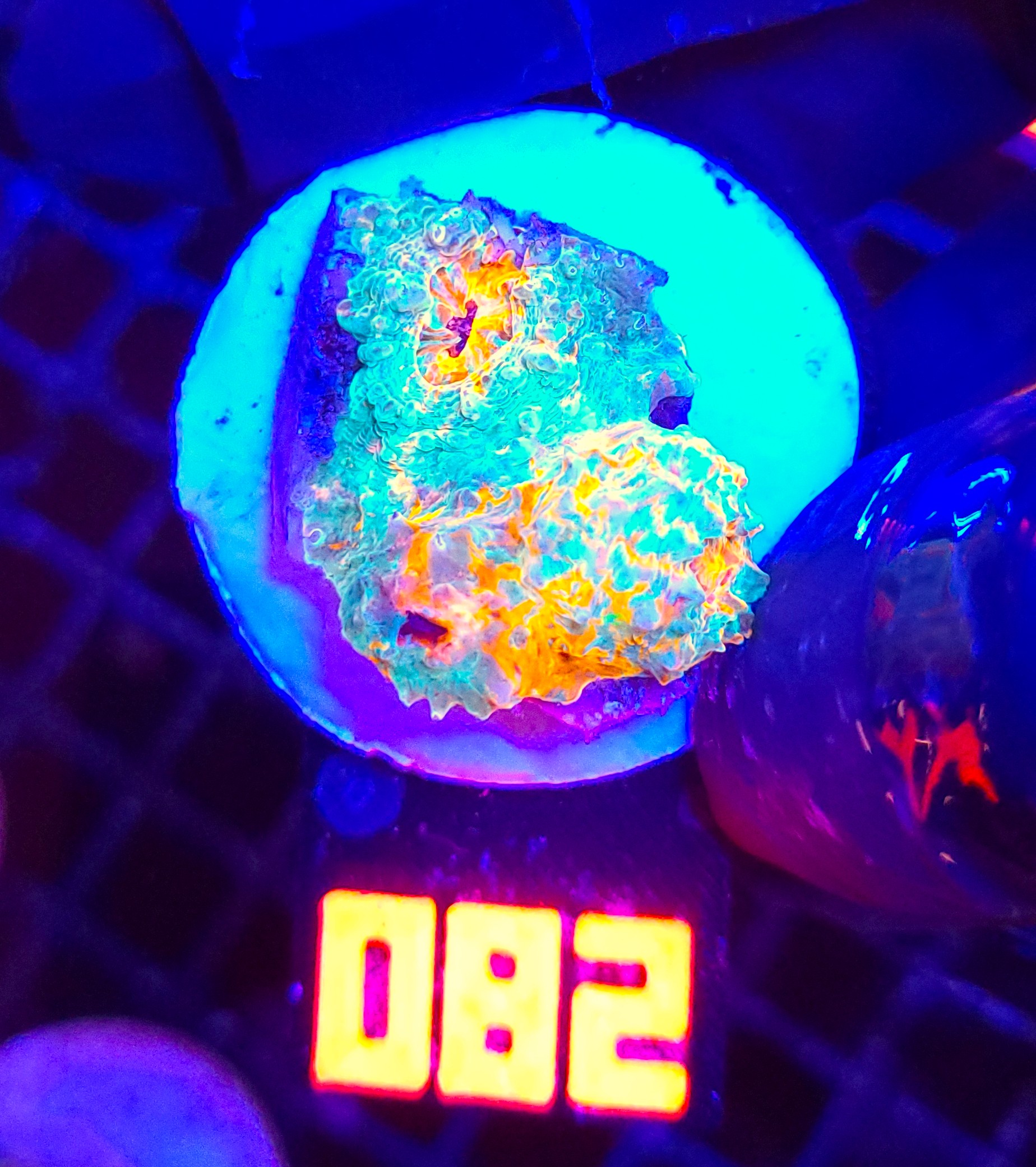 082 Echinophyllia RAINBOW PREMIUM (082) - obrazek 1