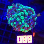 Euphyllia paraancora Grafted 2h (088)
