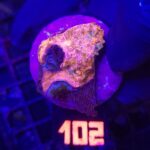 Echinophyllia RAINBOW PREMIUM (102)