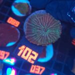 Discosoma watermelon (102)