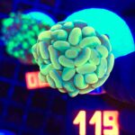 Euphyllia paraancora GOLD 1h (119)