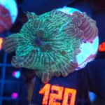 Discosoma watermelon (120)