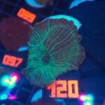 Discosoma watermelon (120)