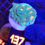 Favia Green Orange (137)