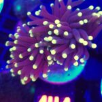 Euphyllia glabrescens Purple Lemon Tip 2h (141)