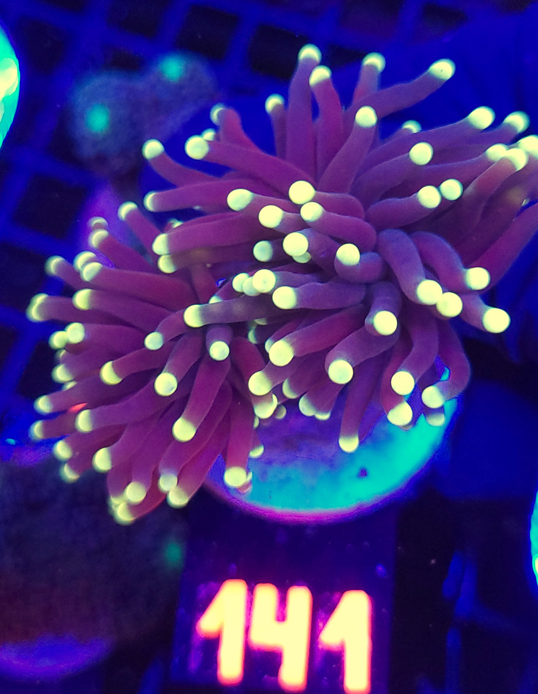 141 Euphyllia glabrescens Purple Lemon Tip 2h (141) - obrazek 1