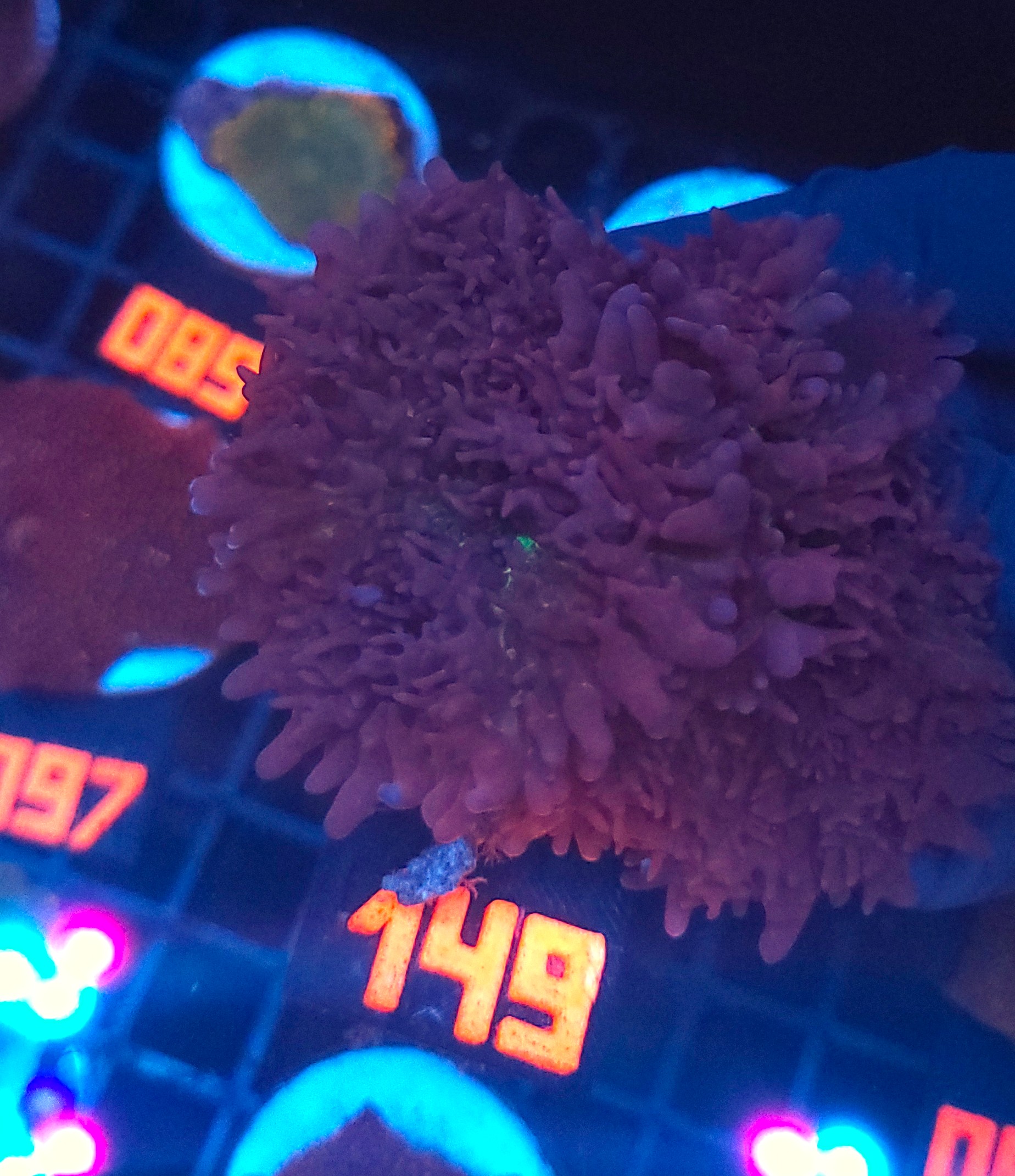 149 Rhodactis indosinensis Lavender Hair (149) - obrazek 1