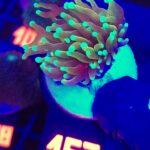 Euphyllia glabrescens dragon soul 1h (167)