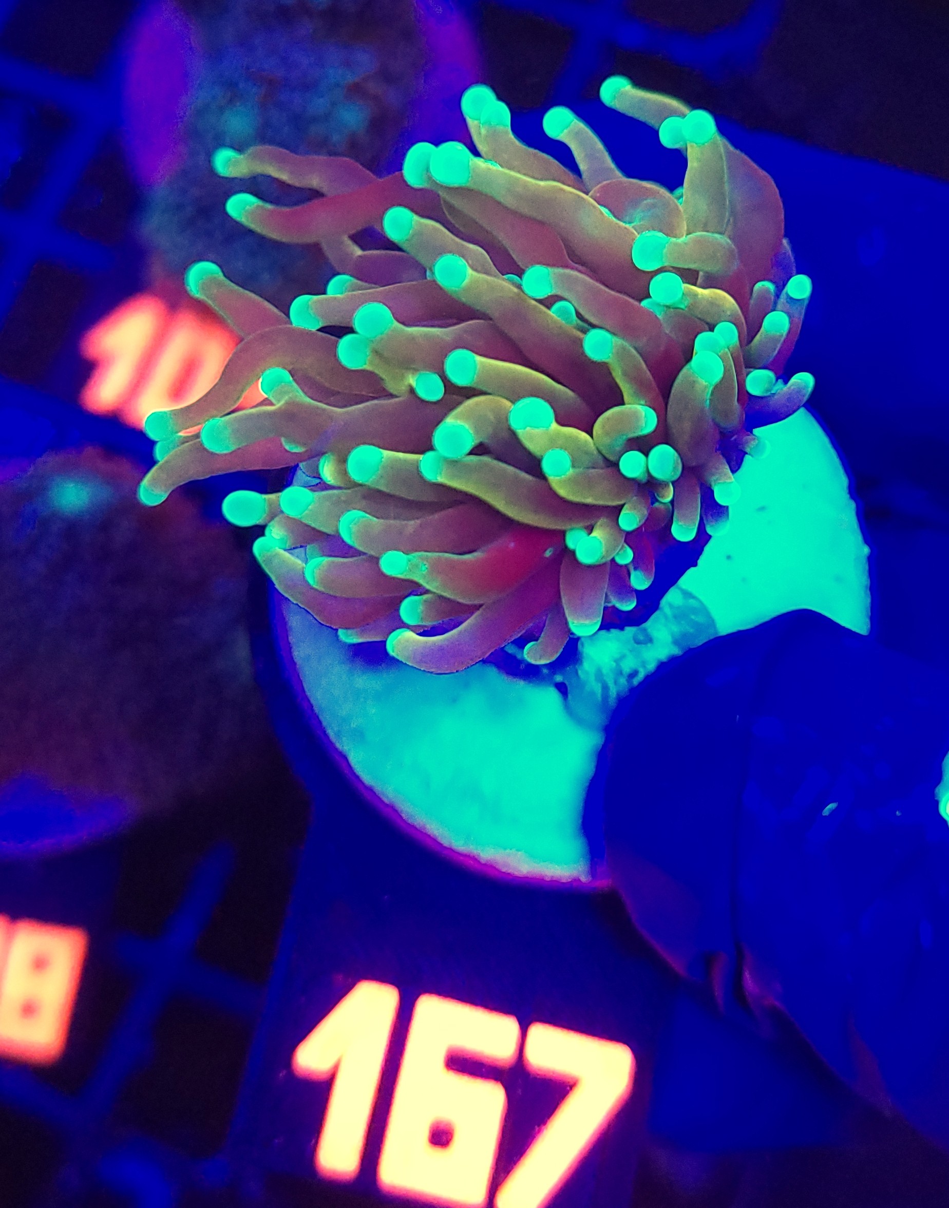167 Euphyllia glabrescens dragon soul 1h (167) - obrazek 1