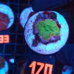 Rhodactis Green - Orange Rim (170)