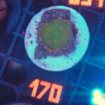 Rhodactis Green - Orange Rim (170)