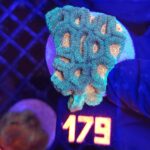Favia Green Orange (179)