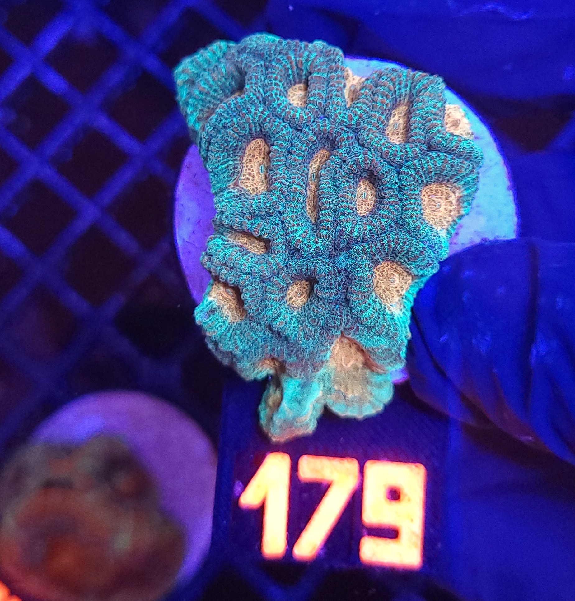179 Favia Green Orange (179) - obrazek 1
