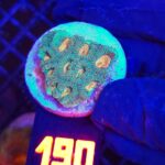 Favia Green Orange (190)