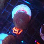 Discosoma watermelon (197)