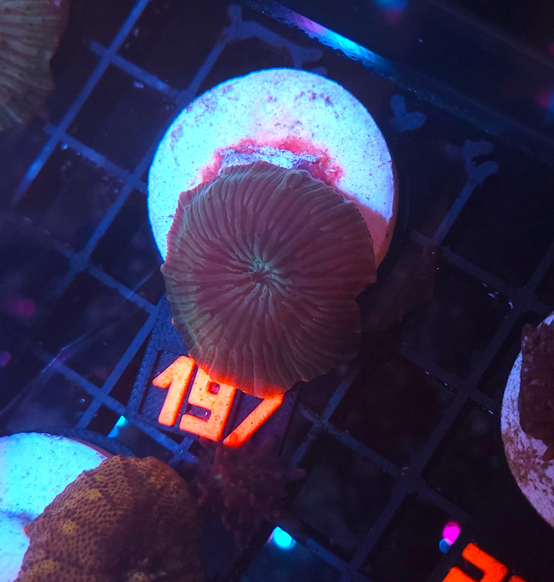 197 Discosoma watermelon (197) - obrazek 1