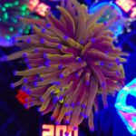 Euphyllia glabrescens Hellfire 4h (200)