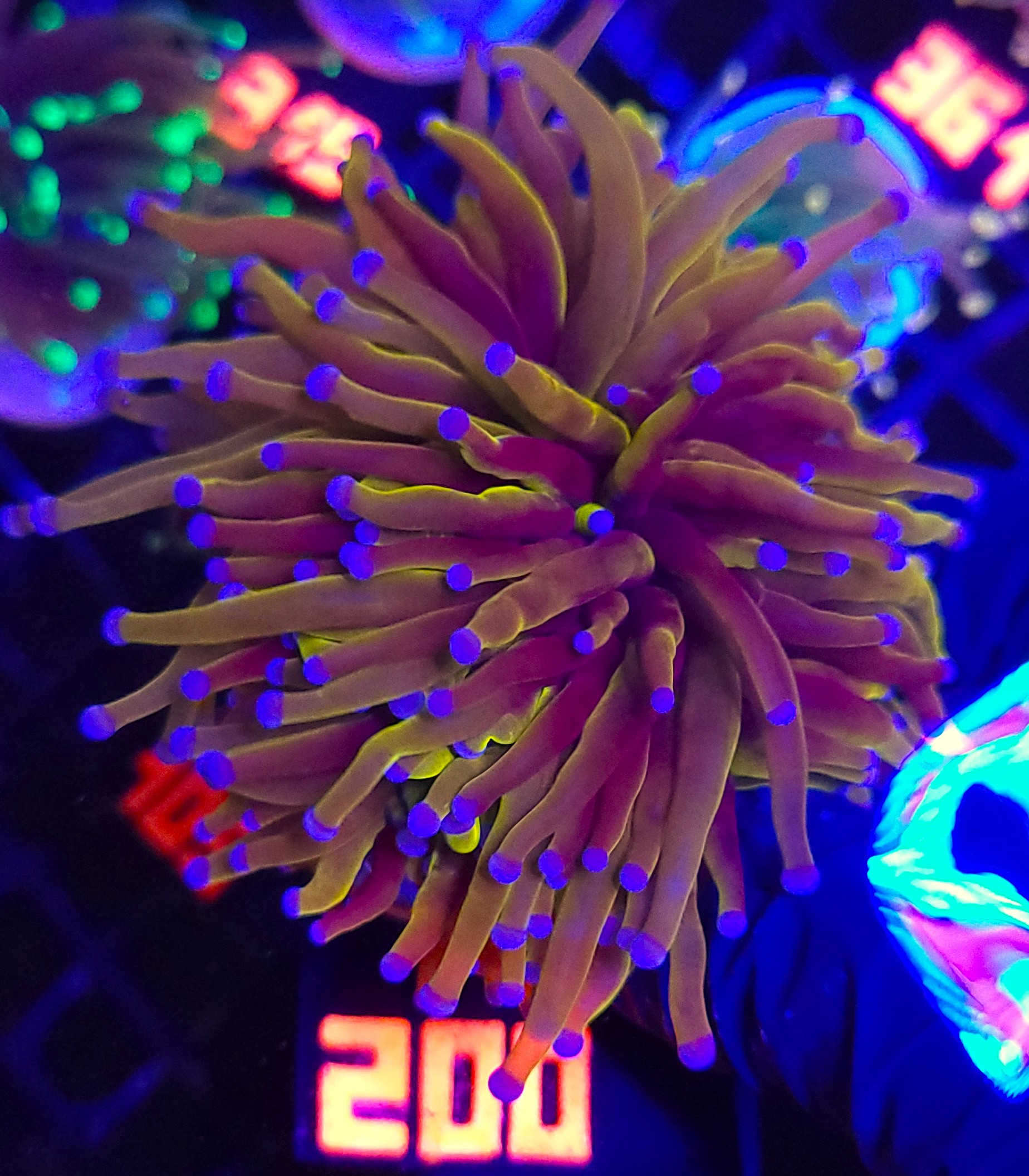 200 Euphyllia glabrescens Hellfire 4h (200) - obrazek 1