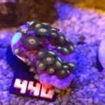 Zoanthus Gorilla Nipples (440)