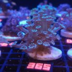 Alveopora (365)