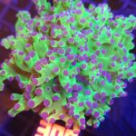 Euphyllia paradivisa purple 1h (300)