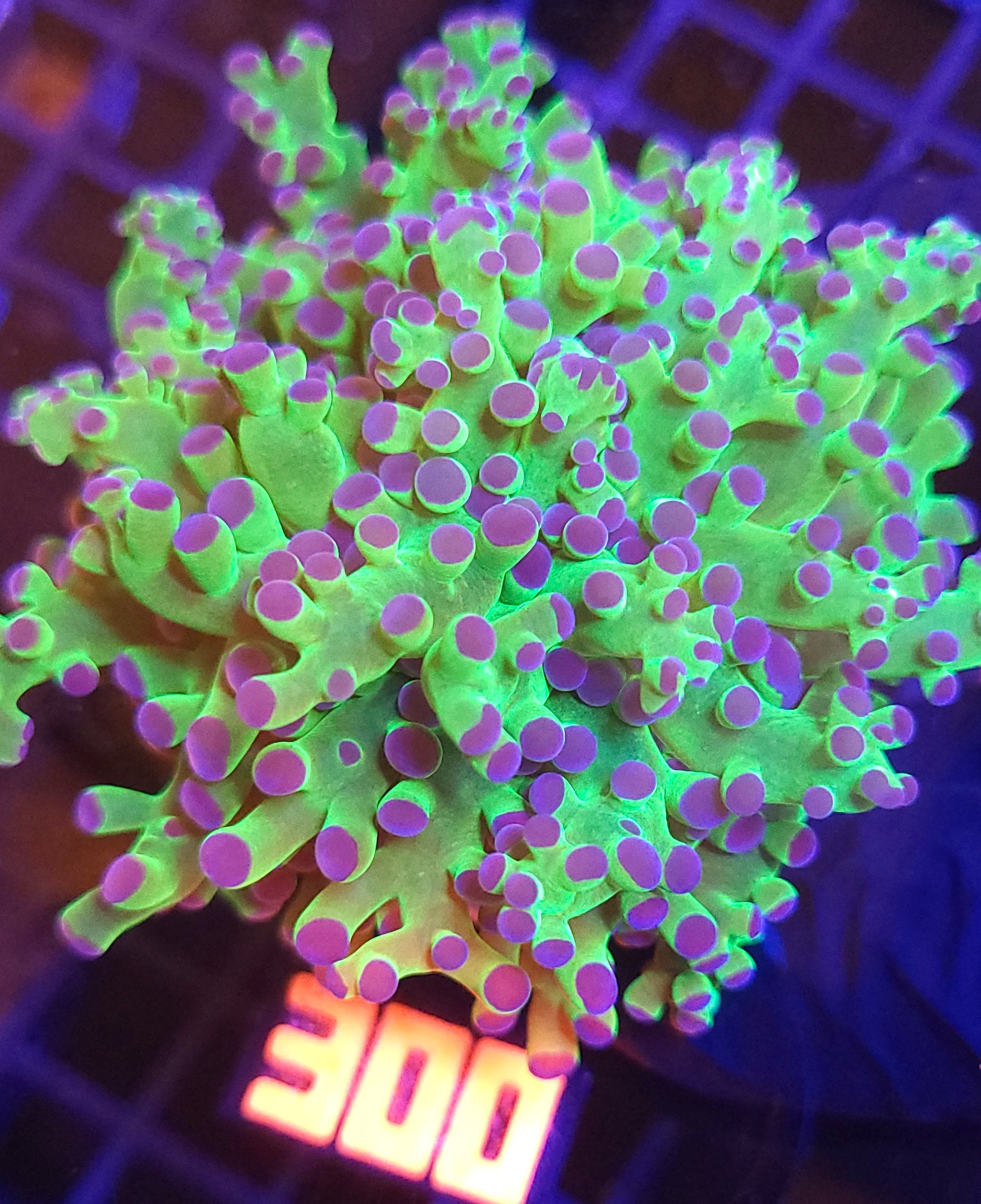 20260527_112524 Euphyllia paradivisa purple 1h (300) - obrazek 1