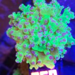 Euphyllia paradivisa purple 1h (050)