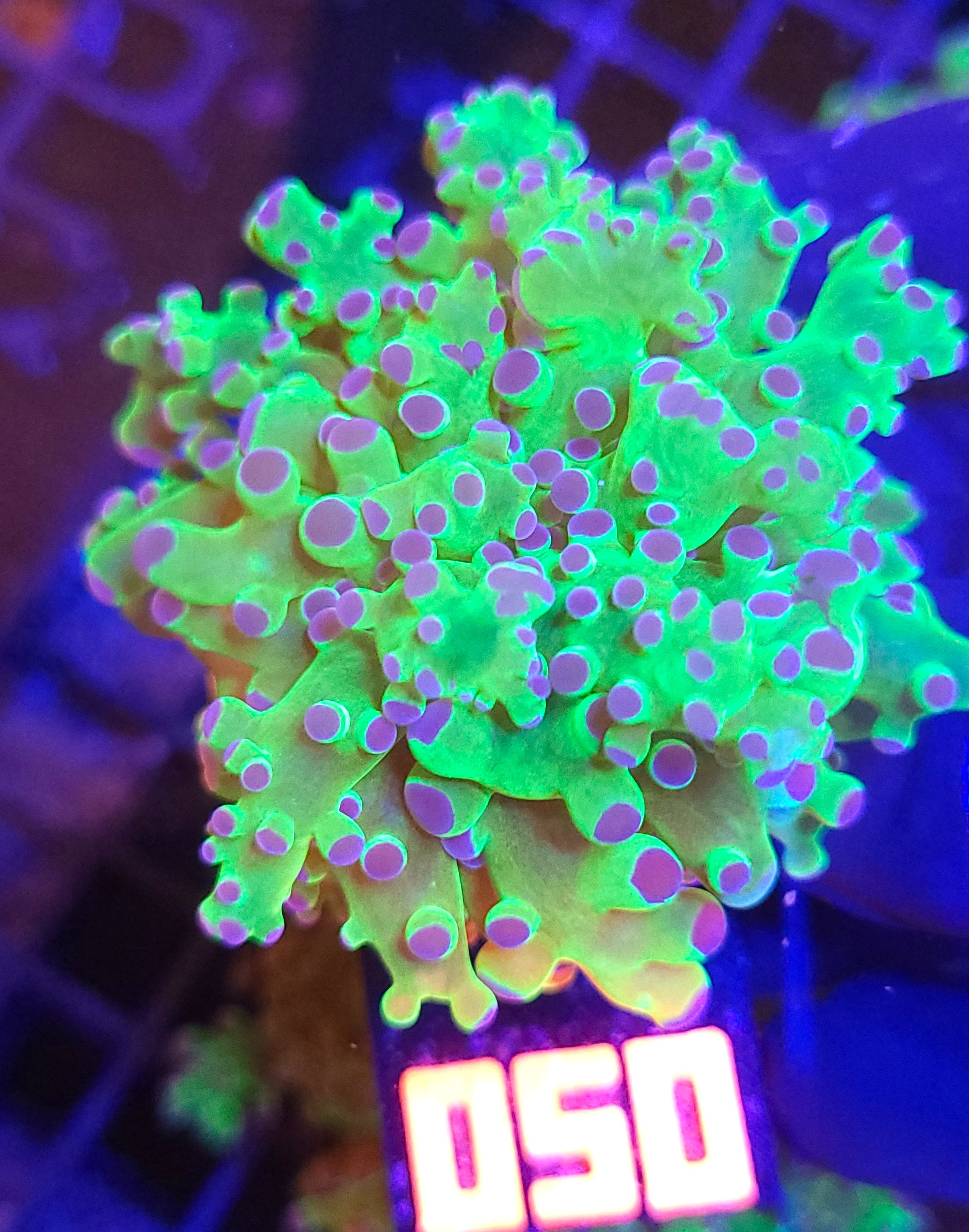 20260527_112626 Euphyllia paradivisa purple 1h (050) - obrazek 1
