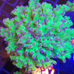 Euphyllia paradivisa purple 1h (437)