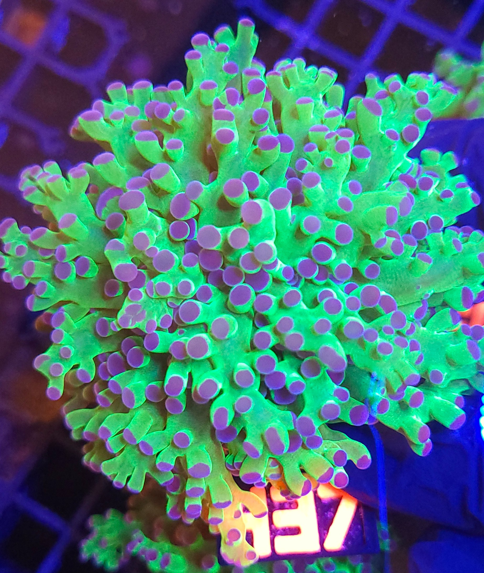 20260527_112640 Euphyllia paradivisa purple 1h (437) - obrazek 1