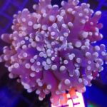 Euphyllia paradivisa purple 1h (259)