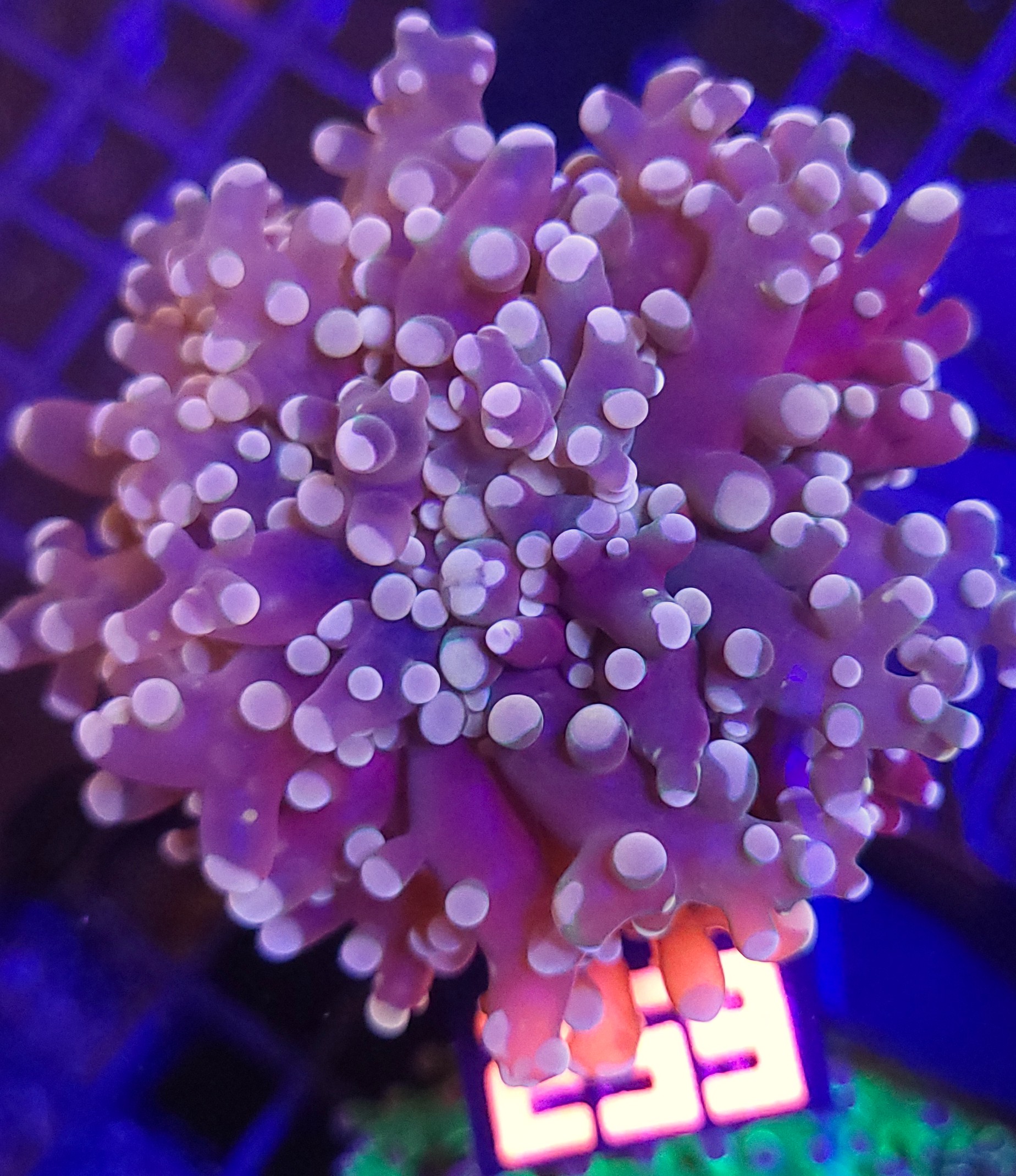 20260527_112732 Euphyllia paradivisa purple 1h (259) - obrazek 1