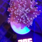 Euphyllia paradivisa purple 1h (295)