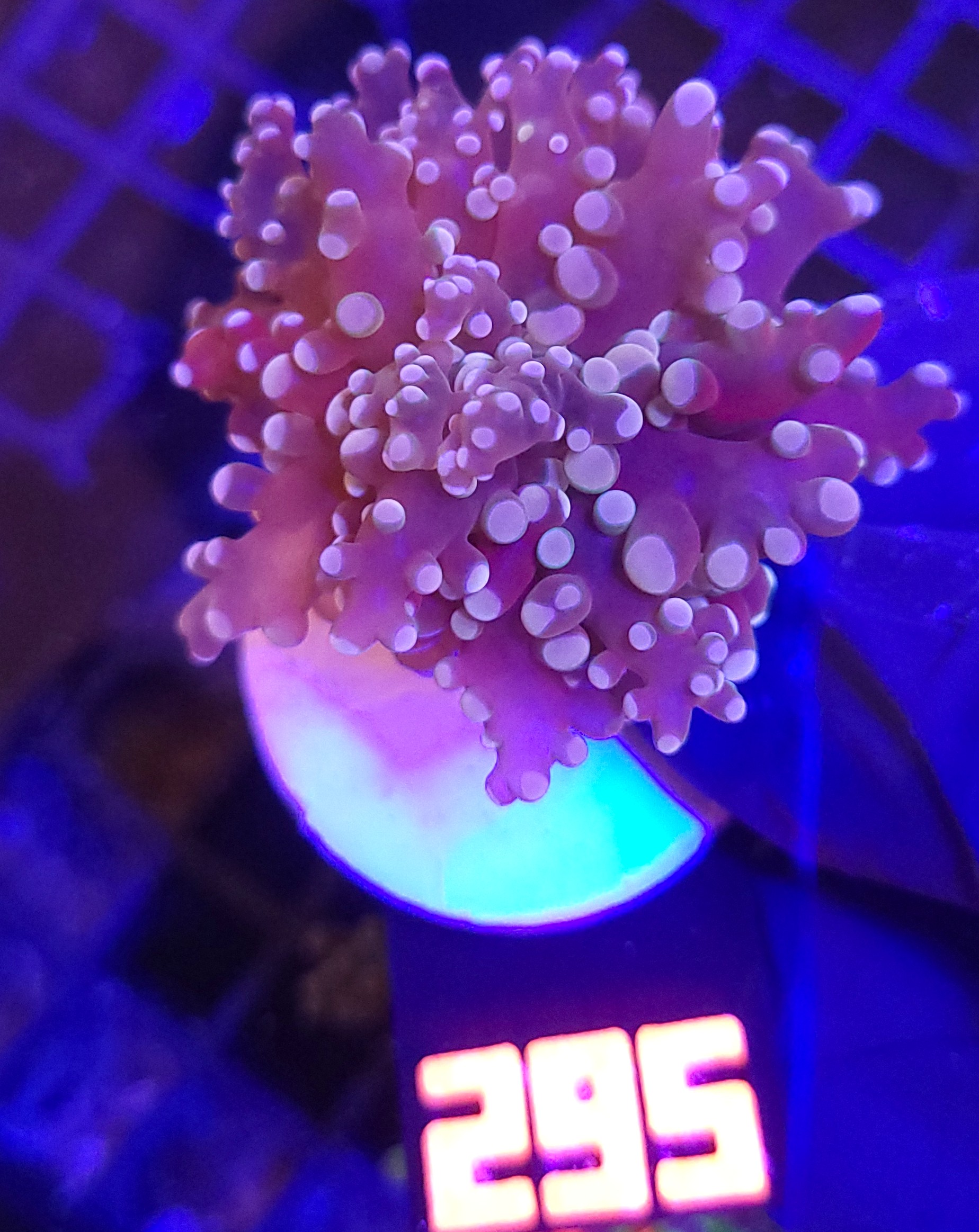 20260527_112806 Euphyllia paradivisa purple 1h (295) - obrazek 1
