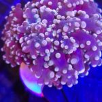 Euphyllia paradivisa purple 2h (118)
