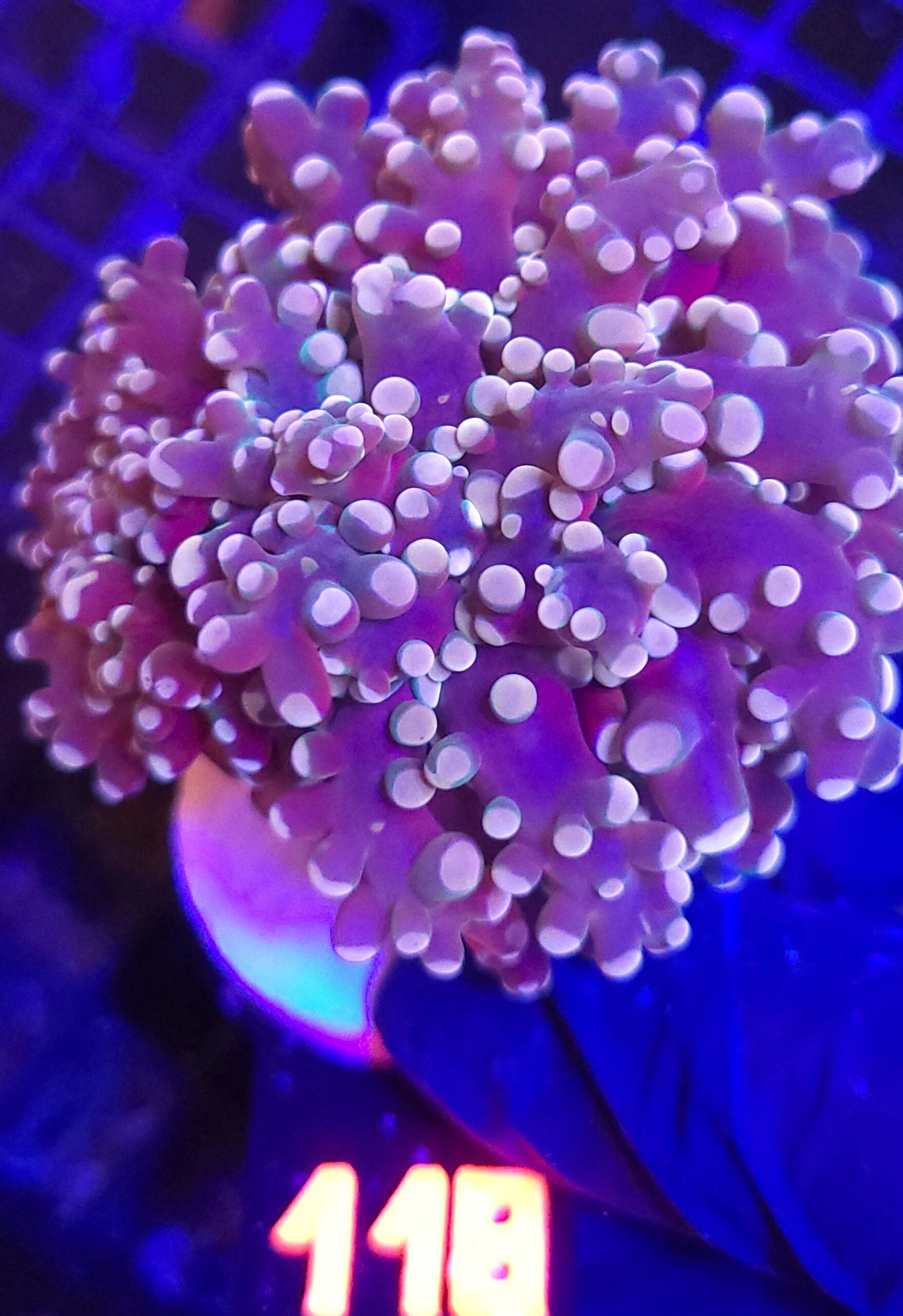 20260527_112818 Euphyllia paradivisa purple 2h (118) - obrazek 1