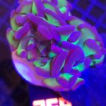 Euphyllia paraancora HAMMER purple tip 2h (369)