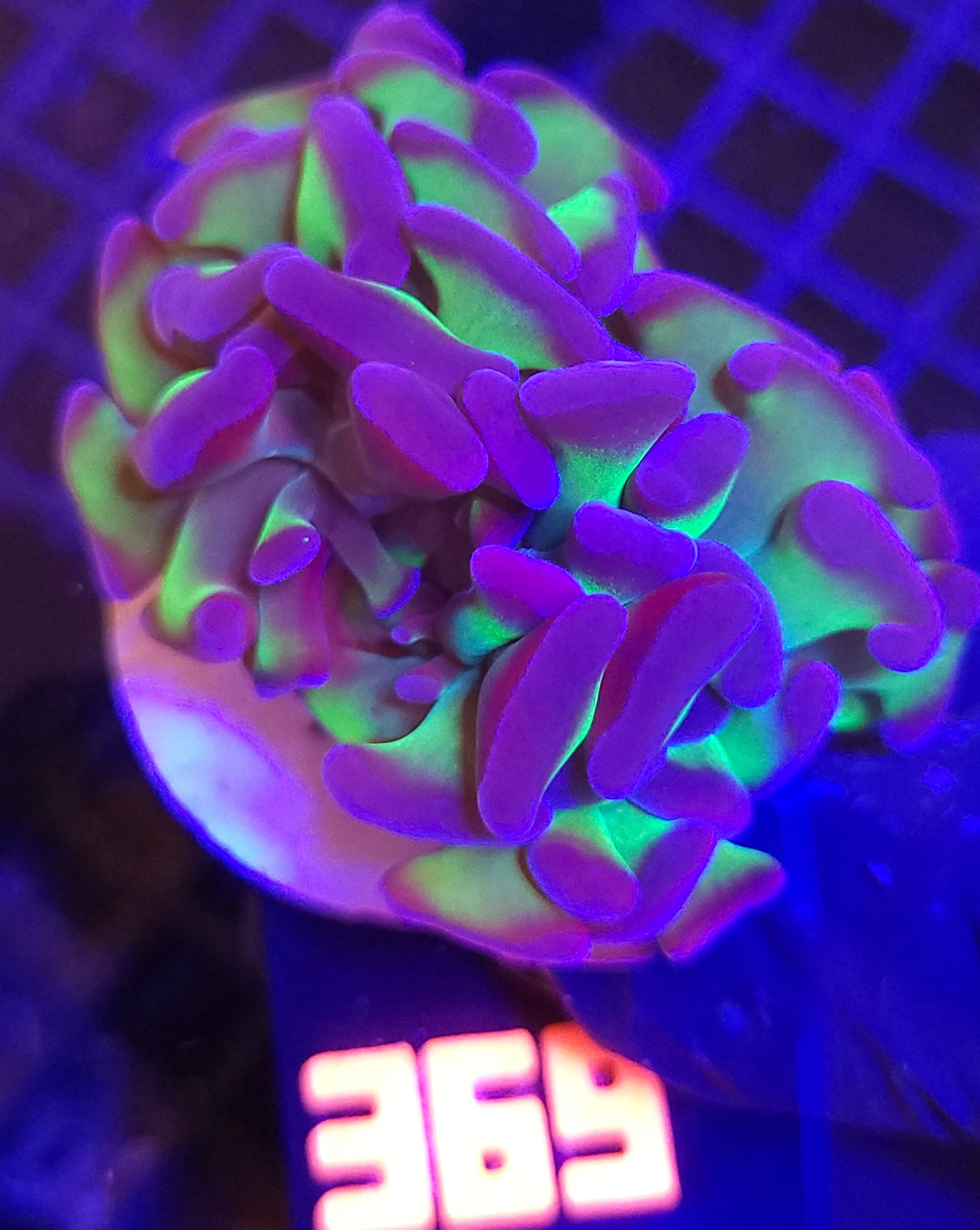 20260527_113102 Euphyllia paraancora HAMMER purple tip 2h (369) - obrazek 1