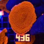 Montipora Capricornis Red (436)