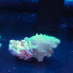 Sinularia dura FLUO