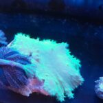 Sinularia dura FLUO